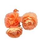 シンプルなバラの花スタンプ（個別スタンプ：2）