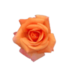シンプルなバラの花スタンプ（個別スタンプ：3）