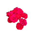 シンプルなバラの花スタンプ（個別スタンプ：4）