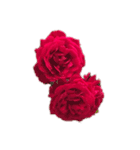 シンプルなバラの花スタンプ（個別スタンプ：8）