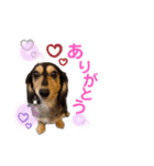まるこ11（個別スタンプ：1）