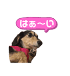 まるこ11（個別スタンプ：4）