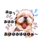 シーズーらーちゃん❀感情編❀（個別スタンプ：1）