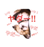 シーズーらーちゃん❀感情編❀（個別スタンプ：3）