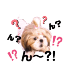 シーズーらーちゃん❀感情編❀（個別スタンプ：5）