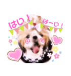 シーズーらーちゃん❀感情編❀（個別スタンプ：6）
