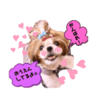 シーズーらーちゃん❀感情編❀（個別スタンプ：7）