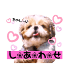 シーズーらーちゃん❀感情編❀（個別スタンプ：8）
