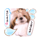 シーズーらーちゃん❀感情編❀（個別スタンプ：9）