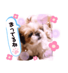 シーズーらーちゃん❀感情編❀（個別スタンプ：10）