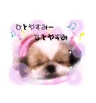 シーズーらーちゃん❀感情編❀（個別スタンプ：12）