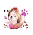 シーズーらーちゃん❀感情編❀（個別スタンプ：13）