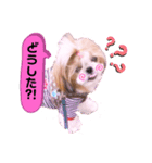 シーズーらーちゃん❀感情編❀（個別スタンプ：15）