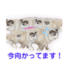 メルちゃんデビュー（個別スタンプ：5）