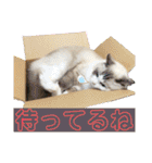 メルちゃんデビュー（個別スタンプ：24）