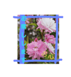 花とハムスター（個別スタンプ：1）