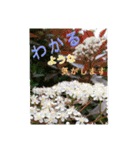 花とハムスター（個別スタンプ：7）