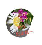 花とハムスター（個別スタンプ：8）