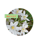 花とハムスター（個別スタンプ：11）