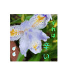 花とハムスター（個別スタンプ：13）