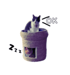 ミッシェルと3匹の猫（個別スタンプ：5）