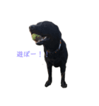 柴犬JESSI☆黒ラブMAX ＆BUDDY（個別スタンプ：3）