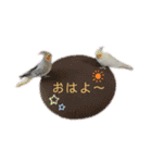 オカメインコのまさはる＆まめろースタンプ（個別スタンプ：1）