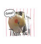 オカメインコのまさはる＆まめろースタンプ（個別スタンプ：5）