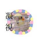 オカメインコのまさはる＆まめろースタンプ（個別スタンプ：7）