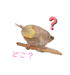 オカメインコのまさはる＆まめろースタンプ（個別スタンプ：8）