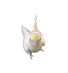 オカメインコのまさはる＆まめろースタンプ（個別スタンプ：10）