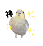 オカメインコのまさはる＆まめろースタンプ（個別スタンプ：11）