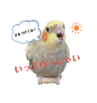 オカメインコのまさはる＆まめろースタンプ（個別スタンプ：12）
