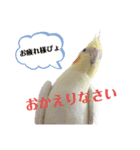 オカメインコのまさはる＆まめろースタンプ（個別スタンプ：13）