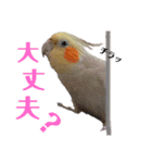 オカメインコのまさはる＆まめろースタンプ（個別スタンプ：14）