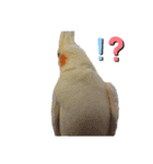 オカメインコのまさはる＆まめろースタンプ（個別スタンプ：15）