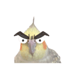オカメインコのまさはる＆まめろースタンプ（個別スタンプ：16）