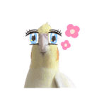 オカメインコのまさはる＆まめろースタンプ（個別スタンプ：17）