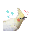 オカメインコのまさはる＆まめろースタンプ（個別スタンプ：18）