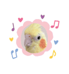 オカメインコのまさはる＆まめろースタンプ（個別スタンプ：20）
