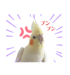 オカメインコのまさはる＆まめろースタンプ（個別スタンプ：21）