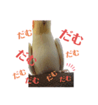 オカメインコのまさはる＆まめろースタンプ（個別スタンプ：22）