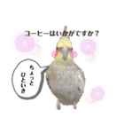 オカメインコのまさはる＆まめろースタンプ（個別スタンプ：23）