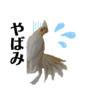 オカメインコのまさはる＆まめろースタンプ（個別スタンプ：24）