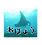 海の親しい人と日常で使えるスタンプ（個別スタンプ：1）