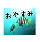 海の親しい人と日常で使えるスタンプ（個別スタンプ：2）