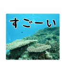 海の親しい人と日常で使えるスタンプ（個別スタンプ：3）