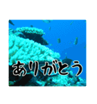 海の親しい人と日常で使えるスタンプ（個別スタンプ：4）