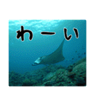 海の親しい人と日常で使えるスタンプ（個別スタンプ：6）