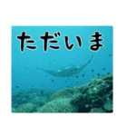 海の親しい人と日常で使えるスタンプ（個別スタンプ：12）